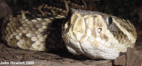 Crotalus adamanteus.jpg [33 Kb]